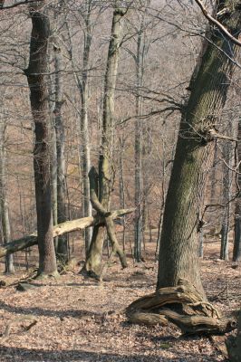 Jirkov, Červený Hrádek, 7.4.2007
Obora. Les na prostředním hřbetu. 
Klíčová slova: Krušné hory Jirkov Červený Hrádek obora