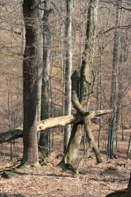 Jirkov, Červený Hrádek, 7.4.2007
Obora. Les na prostředním hřbetu. 
Klíčová slova: Krušné hory Jirkov Červený Hrádek obora