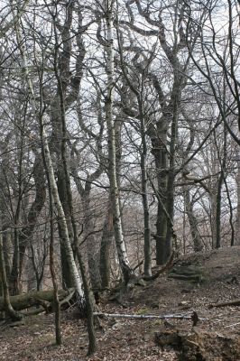 Jirkov, Červený Hrádek, 7.4.2007
Obora. Les na prostředním hřbetu.
Schlüsselwörter: Krušné hory Jirkov Červený Hrádek obora