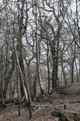 Jirkov, Červený Hrádek, 7.4.2007
Obora. Les na prostředním hřbetu.
Klíčová slova: Krušné hory Jirkov Červený Hrádek obora