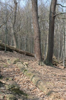 Jirkov, Červený Hrádek, 7.4.2007
Obora. Les na prostředním hřbetu.
Klíčová slova: Krušné hory Jirkov Červený Hrádek obora
