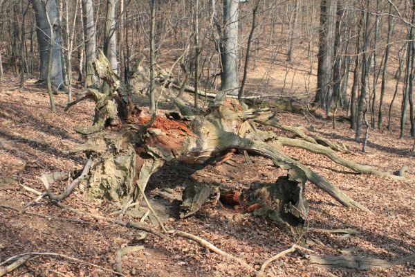 Jirkov, Červený Hrádek, 7.4.2007
Obora. Les na prostředním hřbetu. 
Schlüsselwörter: Krušné hory Jirkov Červený Hrádek obora