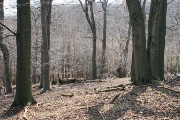 Jirkov, Červený Hrádek, 7.4.2007
Obora. Les na prostředním hřbetu.
Klíčová slova: Krušné hory Jirkov Červený Hrádek obora