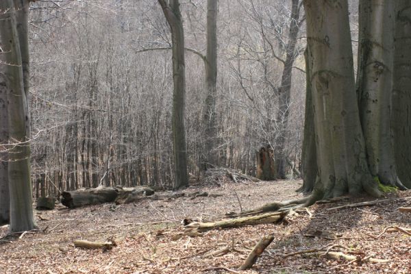 Jirkov, Červený Hrádek, 7.4.2007
Klíčová slova: Krušné hory Jirkov Červený Hrádek obora