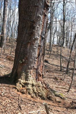 Jirkov, Červený Hrádek, 7.4.2007
Obora. Les na jižním svahu východního hřbetu. Dub osídlený kovaříky Hypoganus inunctus.
Klíčová slova: Krušné hory Jirkov Červený Hrádek obora Hypoganus inunctus