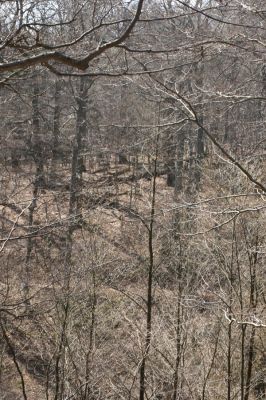 Jirkov, Červený Hrádek, 7.4.2007
Obora. Les na jižním svahu východního hřbetu. Pohled na prostřední hřbet.
Klíčová slova: Krušné hory Jirkov Červený Hrádek obora