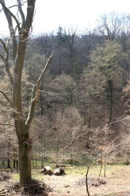 Jirkov, Červený Hrádek, 7.4.2007
Obora. Les na jižním svahu východního hřbetu. Pohled na prostřední hřbet.
Klíčová slova: Krušné hory Jirkov Červený Hrádek obora