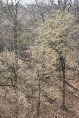 Jirkov, Červený Hrádek, 7.4.2007
Obora. Les na jižním svahu východního hřbetu. Pohled na prostřední hřbet.
Klíčová slova: Krušné hory Jirkov Červený Hrádek obora