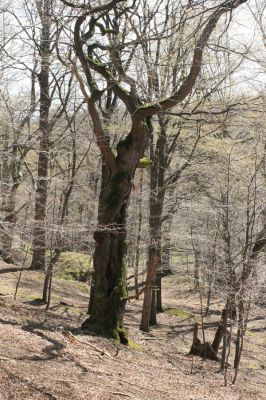 Jirkov, Červený Hrádek, 7.4.2007
Obora. Les na jižním svahu východního hřbetu. 
Klíčová slova: Krušné hory Jirkov Červený Hrádek obora