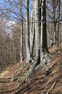 Jirkov, Červený Hrádek, 7.4.2007
Obora. Les na jižním svahu východního hřbetu. 
Klíčová slova: Krušné hory Jirkov Červený Hrádek obora