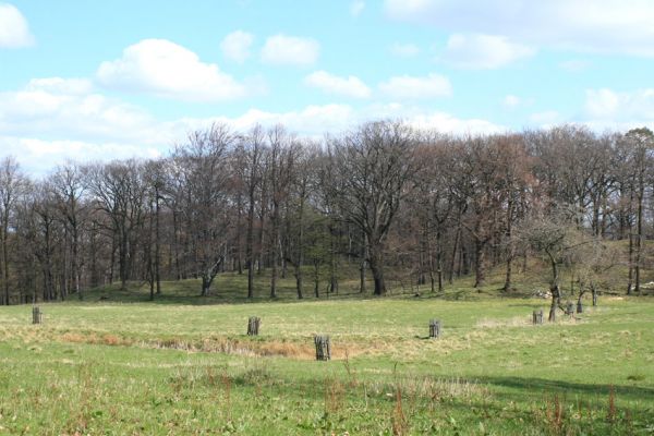 Jirkov, Červený Hrádek, 7.4.2007
Obora. Les na okraji louky.
Klíčová slova: Krušné hory Jirkov Červený Hrádek obora