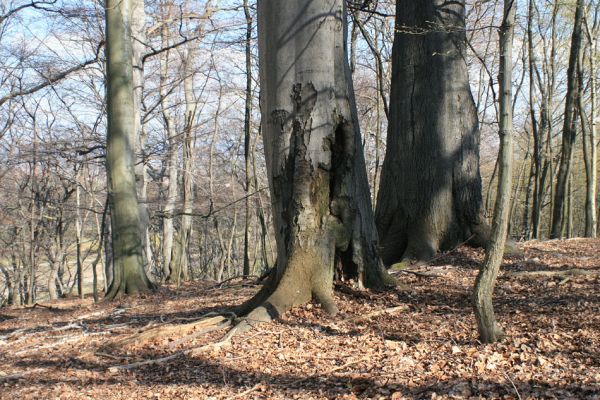 Jirkov, Červený Hrádek, 7.4.2007
Obora. Les na východního hřbetu poblíž Drmal. Buk osídlený kovaříky Limoniscus violaceus.
Klíčová slova: Krušné hory Jirkov Červený Hrádek obora Limoniscus violaceus