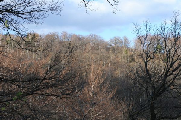 Jirkov, Červený Hrádek, 7.4.2007
Obora. Les na východním hřbetu. Pohled přes údolí Lužce na Mufloní pahorek.
Klíčová slova: Krušné hory Jirkov Červený Hrádek obora Mufloní pahorek