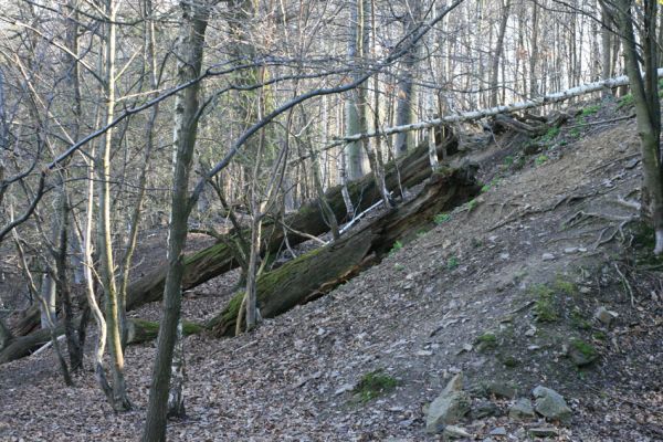 Jirkov, Červený Hrádek, 7.4.2007
Obora. Les na severním svahu východního hřbetu.
Schlüsselwörter: Krušné hory Jirkov Červený Hrádek obora