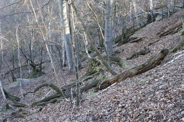 Jirkov, Červený Hrádek, 7.4.2007
Obora. Les na severním svahu východního hřbetu.
Klíčová slova: Krušné hory Jirkov Červený Hrádek obora