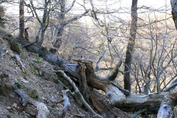 Jirkov, Červený Hrádek, 7.4.2007
Obora. Les na severním svahu východního hřbetu.
Klíčová slova: Krušné hory Jirkov Červený Hrádek obora