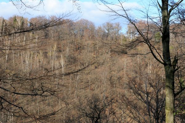 Jirkov, Červený Hrádek, 7.4.2007
Obora. Les na východním hřbetu. Pohled přes údolí Lužce na Mufloní pahorek.
Klíčová slova: Krušné hory Jirkov Červený Hrádek obora Mufloní pahorek