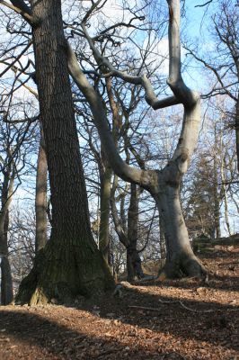 Jirkov, Červený Hrádek, 7.4.2007
Obora. Les na východním hřbetu.
Klíčová slova: Krušné hory Jirkov Červený Hrádek obora