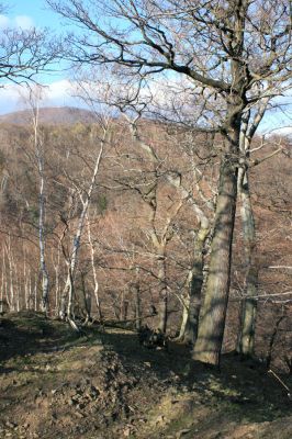 Jirkov, Červený Hrádek, 7.4.2007
Obora. Les na východním hřbetu. Na obzoru je vysílač na vrchu Jedlová.
Klíčová slova: Krušné hory Jirkov Červený Hrádek obora
