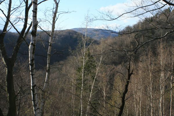 Jirkov, Červený Hrádek, 7.4.2007
Obora. Les na východním hřbetu. Pohled na dolinu potoka Lužec. 
Klíčová slova: Krušné hory Jirkov Červený Hrádek obora Lužec
