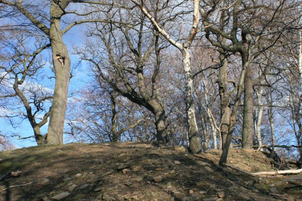 Jirkov, Červený Hrádek, 7.4.2007
Obora. Les na východním hřbetu. Biotop kovaříka Ampedus brunnicornis.
Klíčová slova: Krušné hory Jirkov Červený Hrádek obora