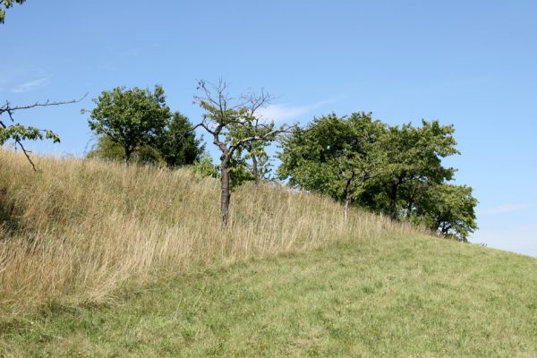 Česká Skalice, 18.8.2008
Třešňovka na kopci na severovýchodním okraji města. 
Klíčová slova: Česká Skalice třešňovka step