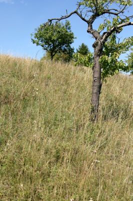 Česká Skalice, 18.8.2008
Třešňovka na kopci na severovýchodním okraji města. 
Mots-clés: Česká Skalice třešňovka step