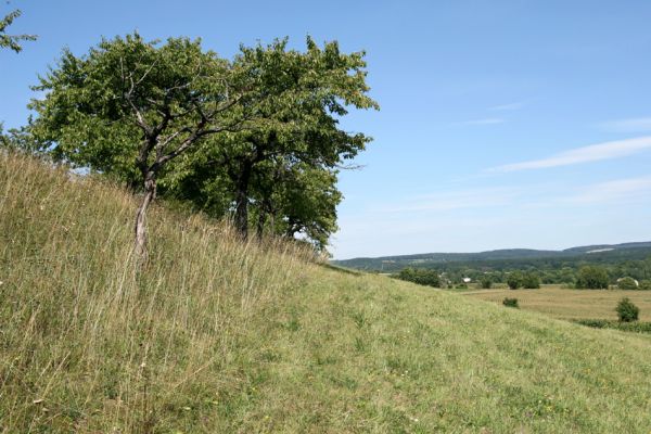 Česká Skalice, 18.8.2008
Stará třešňovka na kopci na severovýchodním okraji města. Pohled na sever na Zlič.
Schlüsselwörter: Česká Skalice třešňovka step