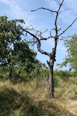 Česká Skalice, 18.8.2008
Třešňovka na kopci na severovýchodním okraji města. Stará třešeň s výletovými otvory.
Klíčová slova: Česká Skalice třešňovka step Anthaxia candens