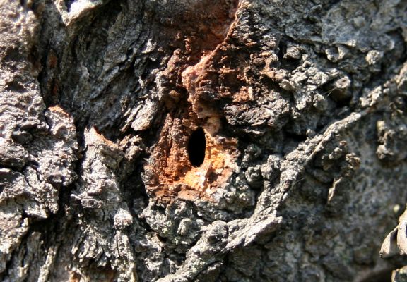 Česká Skalice, 18.8.2008
Výletový otvor z kůry kmene staré třešně. Tvar a umístění poukazují na krasce Anthaxia candens. 
Schlüsselwörter: Česká Skalice třešňovka step Anthaxia candens