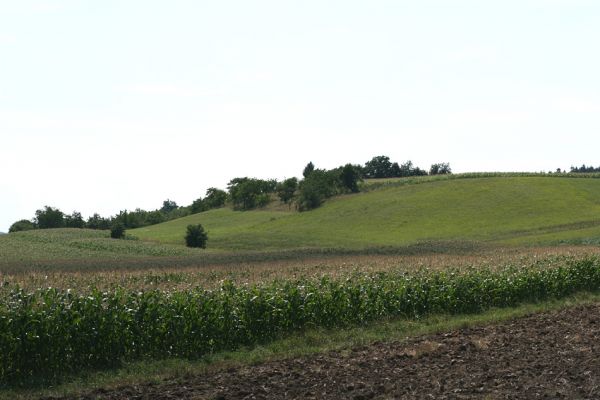 Česká Skalice, 18.8.2008
Třešňovka na kopci na severovýchodním okraji města. 
Schlüsselwörter: Česká Skalice třešňovka step