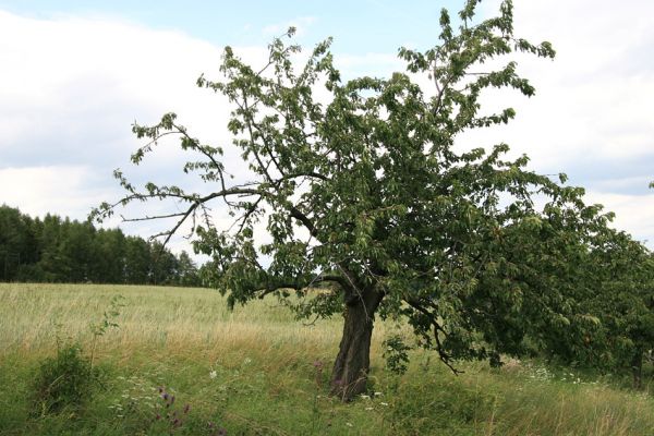 Česká Skalice, 21.7.2009
Třešeň v sadu na kopci na severovýchodním okraji města.
Mots-clés: Česká Skalice Anthaxia candens