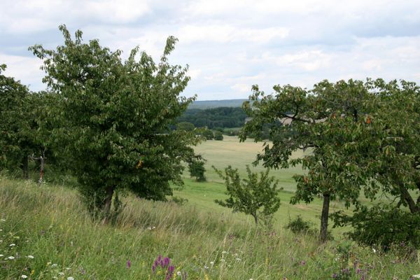 Česká Skalice, 21.7.2009
Třešňovka na kopci na severovýchodním okraji města.
Keywords: Česká Skalice Agriotes gallicus Anthaxia candens