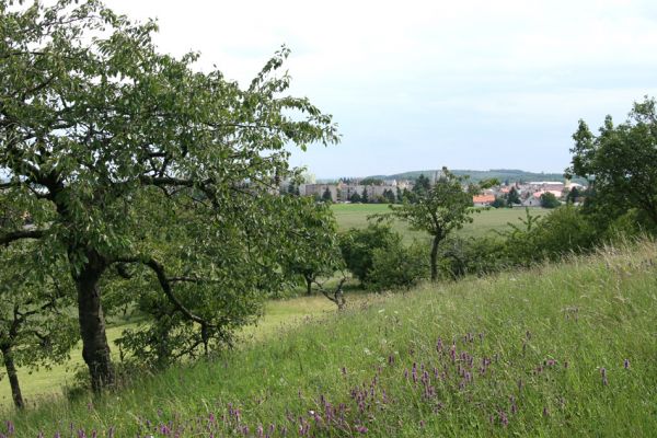 Česká Skalice, 21.7.2009
Třešňovka na kopci na severovýchodním okraji města. pohled na Českou Skalici.
Schlüsselwörter: Česká Skalice Agriotes gallicus Anthaxia candens