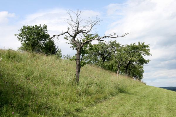 Česká Skalice, 21.7.2009
Třešňovka na kopci na severovýchodním okraji města.
Klíčová slova: Česká Skalice Agriotes gallicus Anthaxia candens