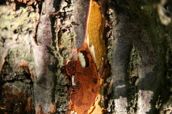 Česká Skalice, 21.7.2009
Kukla krasce Anthaxia candens v kůře třešně v sadu na severovýchodním okraji města.
Keywords: Česká Skalice Anthaxia candens