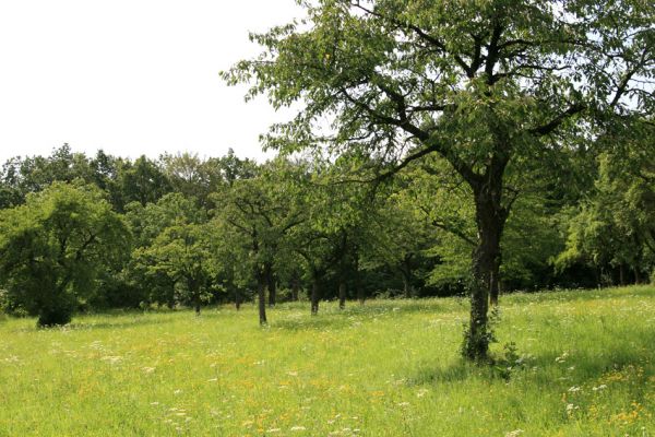 Česká Skalice, 21.7.2009
Třešňovka na jižním svahu kopce na severovýchodním okraji města.
Keywords: Česká Skalice Agriotes gallicus Anthaxia candens