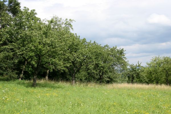 Česká Skalice, 21.7.2009
Třešňovka na jižním svahu kopce na severovýchodním okraji města.
Mots-clés: Česká Skalice Agriotes gallicus Anthaxia candens