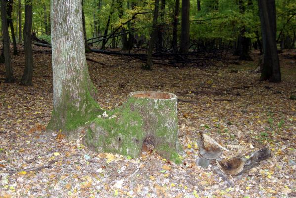 Čabradský Vrbovok, 11.10.2013
Čabraď - Táborisko. Trouchnivý dutý pahýl dubu - biotop kovaříka Ampedus hjorti.  
Klíčová slova: Čabradský Vrbovok Čabraď Táborisko Ampedus hjorti