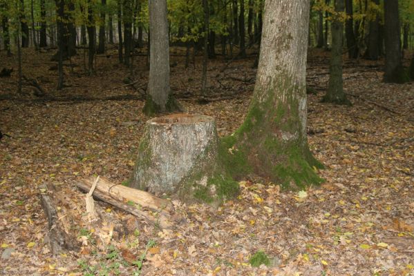 Čabradský Vrbovok, 11.10.2013
Čabraď - Táborisko. Trouchnivý dutý pahýl dubu - biotop kovaříka Ampedus hjorti.  
Klíčová slova: Čabradský Vrbovok Čabraď Táborisko Ampedus hjorti