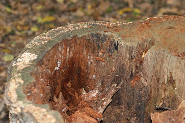 Čabradský Vrbovok, 11.10.2013
Čabraď - Táborisko. Trouchnivé dřevo v dutině pahýlu dubu - biotop kovaříka Ampedus hjorti.  
Klíčová slova: Čabradský Vrbovok Čabraď Táborisko Ampedus hjorti