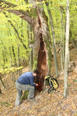 Čabradský Vrbovok, 11.10.2013
Čabraď - Žabinec, umírající pastevní les. Dutý dub osídlený kovaříky Ampedus hjorti.
Klíčová slova: Čabradský Vrbovok Čabraď Žabinec Ampedus hjorti Brůha
