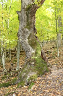 Čabradský Vrbovok, 11.10.2013
Čabraď - Žabinec, umírající pastevní les.
Mots-clés: Čabradský Vrbovok Čabraď Žabinec Ampedus hjorti