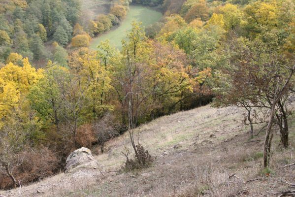 Čabradský Vrbovok, 11.10.2013
Kaňon Litavy - Čabraď. Lesostep.
Mots-clés: Čabradský Vrbovok kaňon Litavy Čabraď