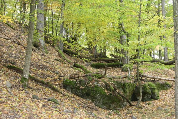 Čabradský Vrbovok, 11.10.2013
Kaňon Litavy - Čabraď.
Klíčová slova: Čabradský Vrbovok kaňon Litavy Čabraď