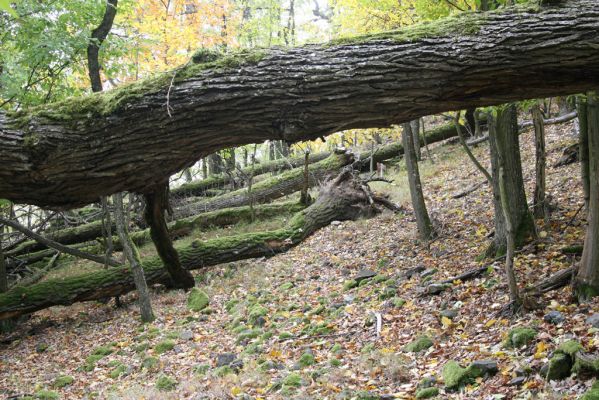 Čabradský Vrbovok, 11.10.2013
Kaňon Litavy - Čabraď.
Schlüsselwörter: Čabradský Vrbovok kaňon Litavy Čabraď