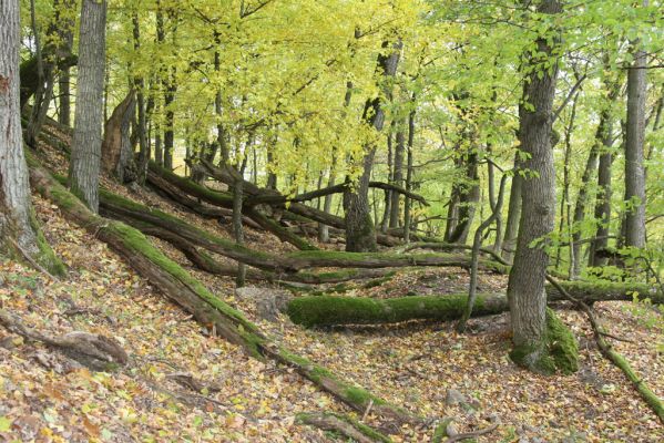 Čabradský Vrbovok, 11.10.2013
Kaňon Litavy - Čabraď.
Schlüsselwörter: Čabradský Vrbovok kaňon Litavy Čabraď Ampedus nigerrimus praeustus Stenagostus rhombeus