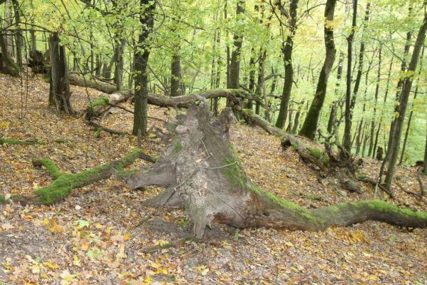 Čabradský Vrbovok, 11.10.2013
Kaňon Litavy - Čabraď.
Mots-clés: Čabradský Vrbovok kaňon Litavy Čabraď