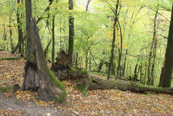 Čabradský Vrbovok, 11.10.2013
Kaňon Litavy - Čabraď. 
Mots-clés: Čabradský Vrbovok kaňon Litavy Čabraď Ampedus nigerrimus praeustus