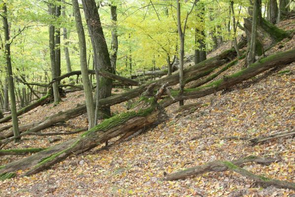 Čabradský Vrbovok, 11.10.2013
Kaňon Litavy - Čabraď. 
Klíčová slova: Čabradský Vrbovok kaňon Litavy Čabraď Ampedus nigerrimus praeustus Stenagostus rhombeus